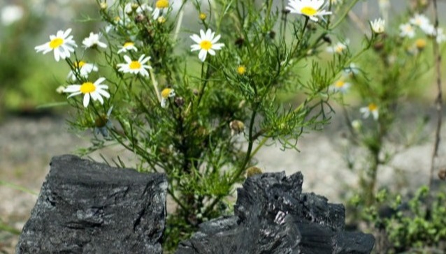 Weiß gelbe Blumen wachsen neben Holzkohle